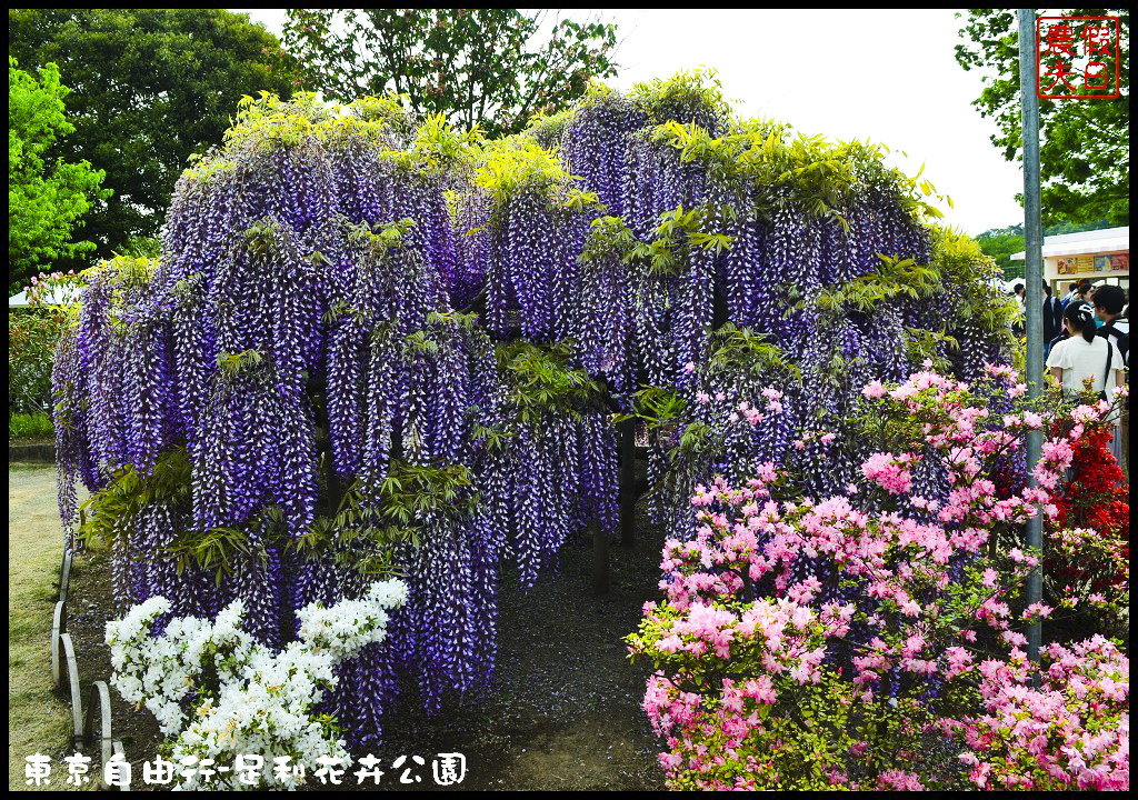 東京自由行-足利花卉公園DSC_1564