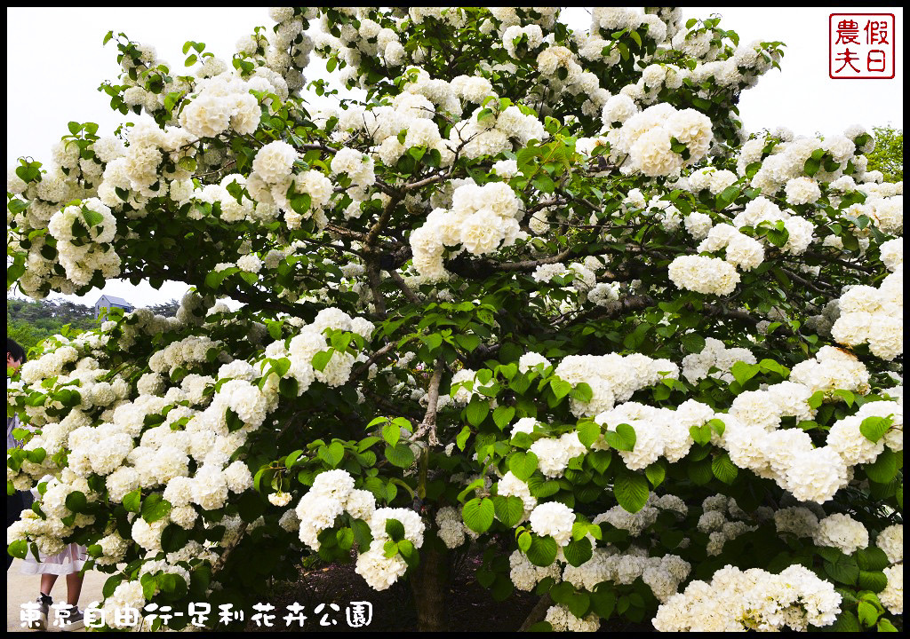 東京自由行-足利花卉公園DSC_1588