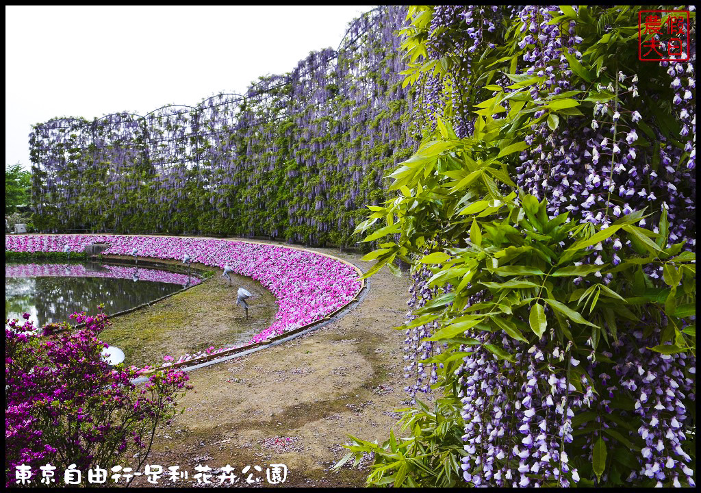 東京自由行-足利花卉公園DSC_1596