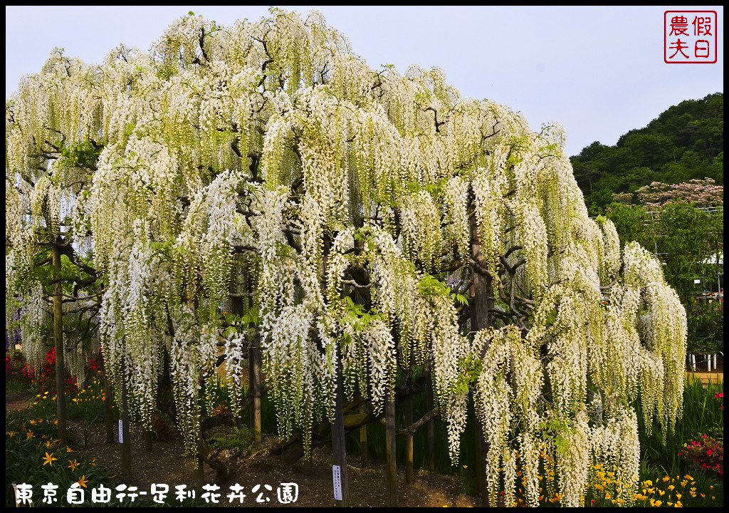 東京自由行-足利花卉公園DSC_1608