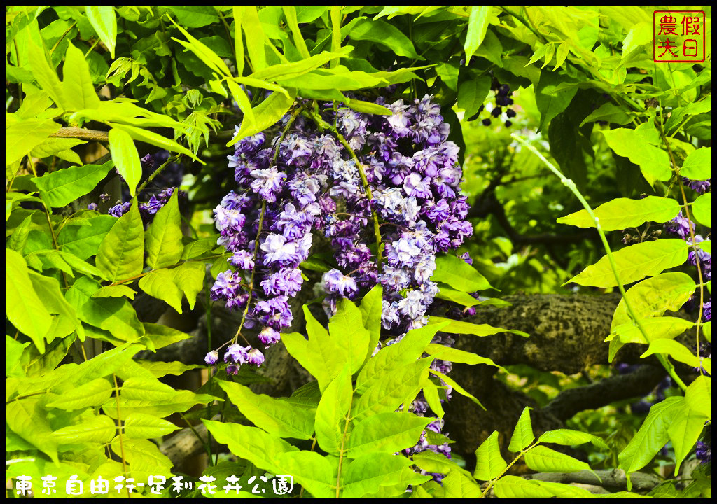 東京自由行-足利花卉公園DSC_1609