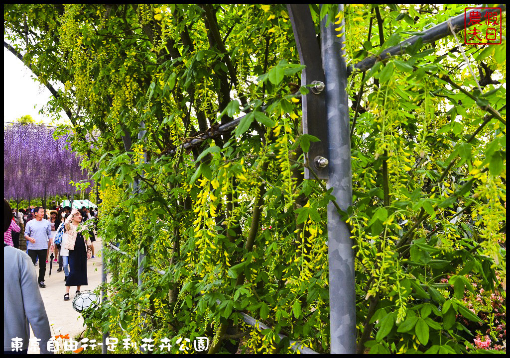 東京自由行-足利花卉公園DSC_1616