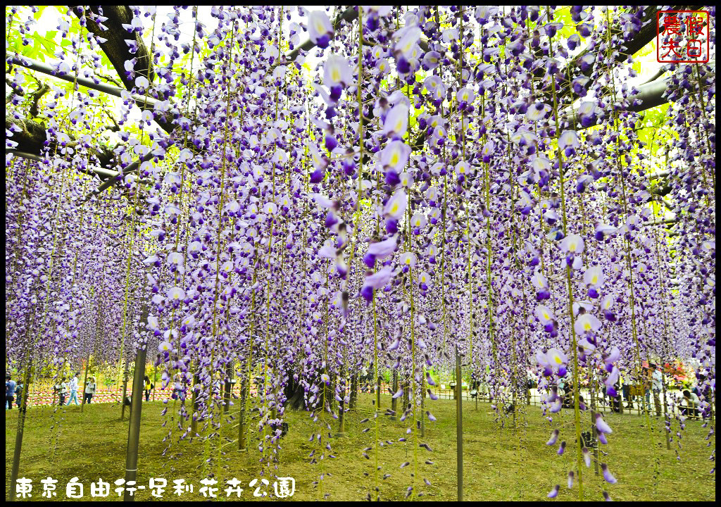 東京自由行-足利花卉公園DSC_1679