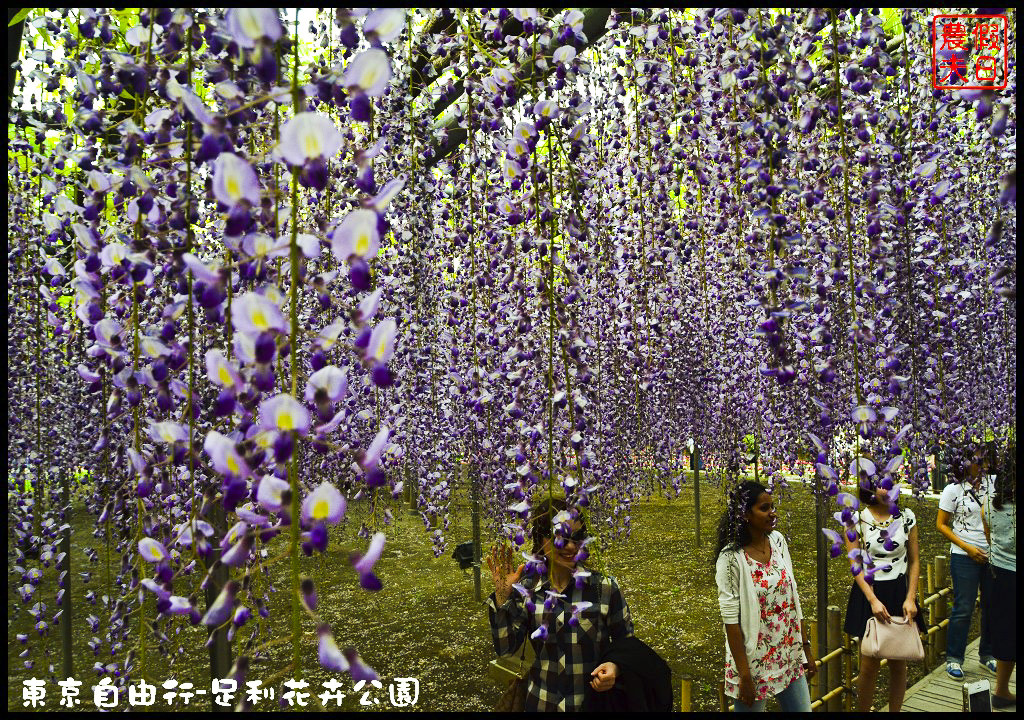 東京自由行-足利花卉公園DSC_1696