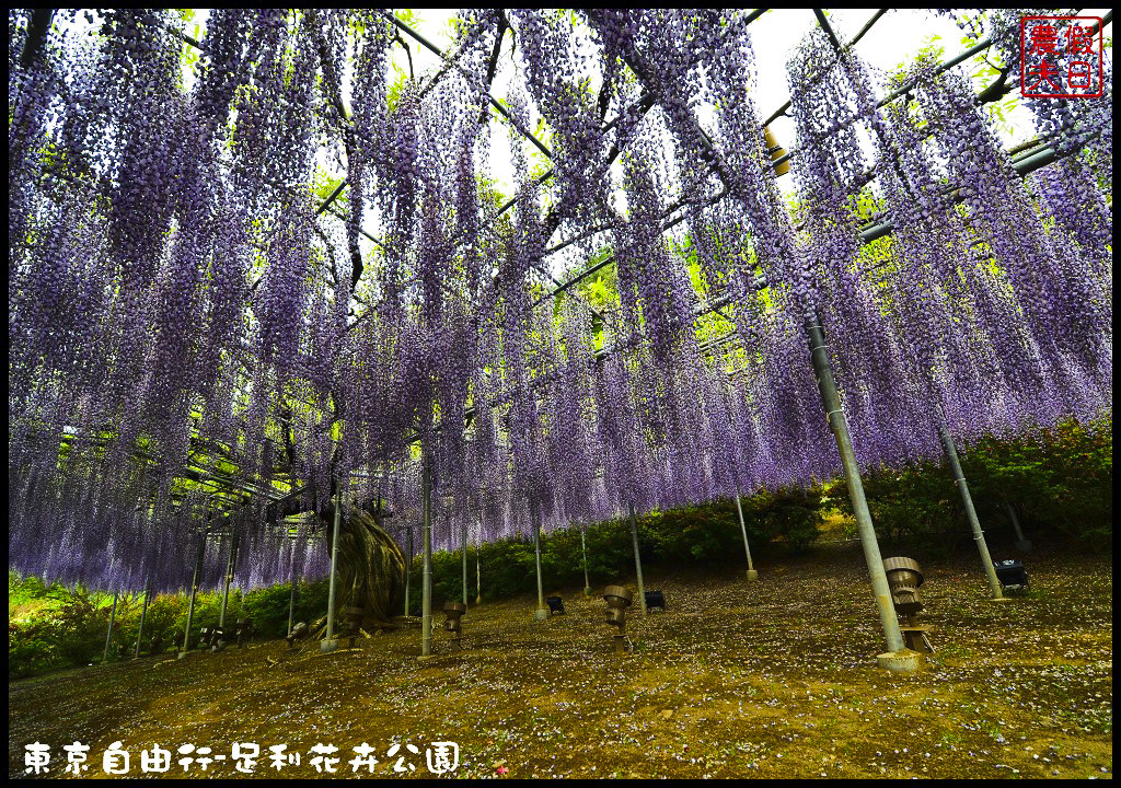 東京自由行-足利花卉公園DSC_1658