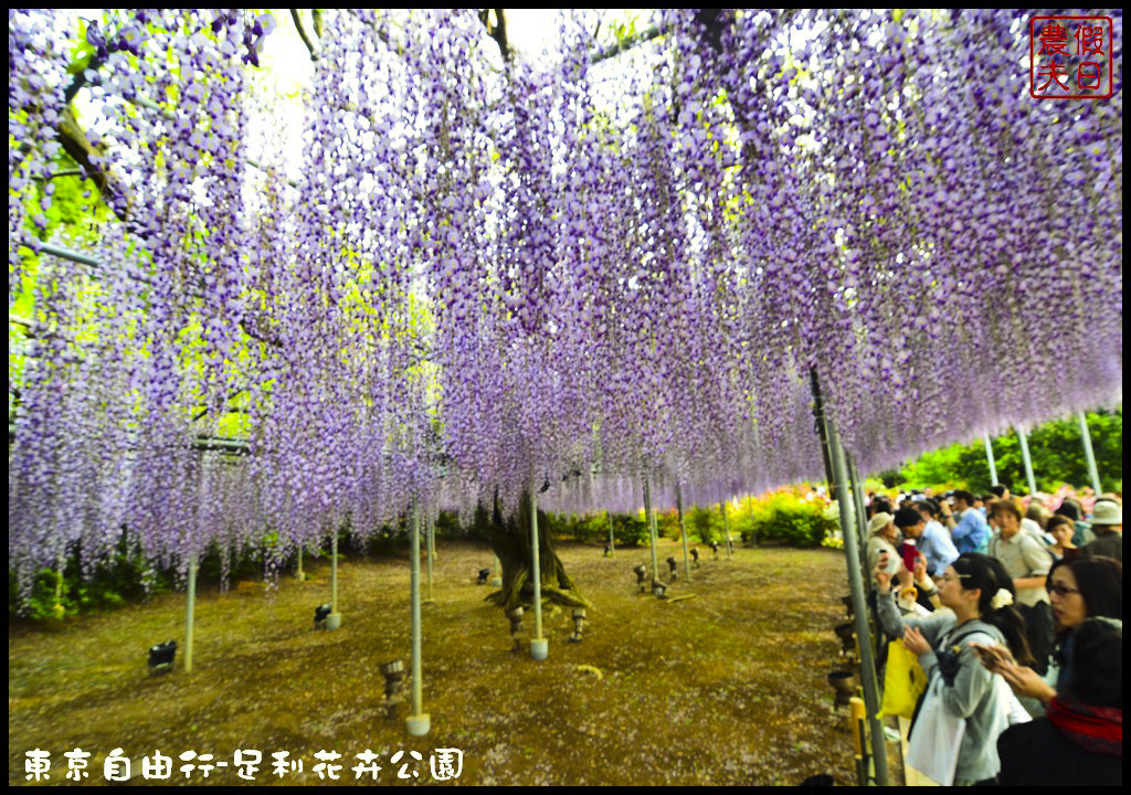 東京自由行-足利花卉公園DSC_1665