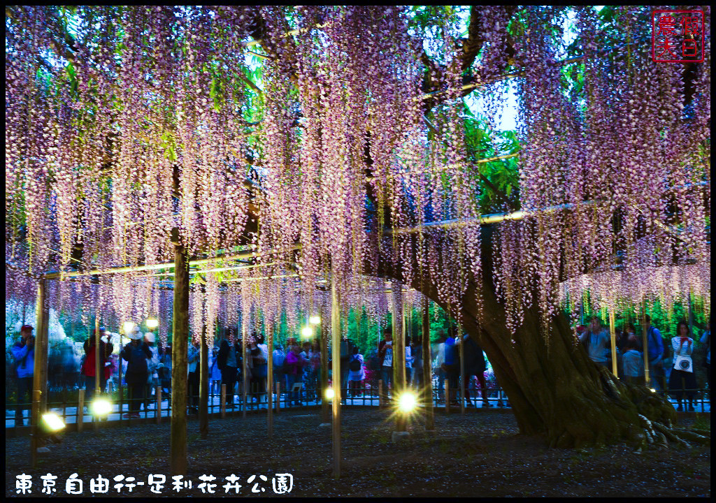 東京自由行-足利花卉公園DSC_1859