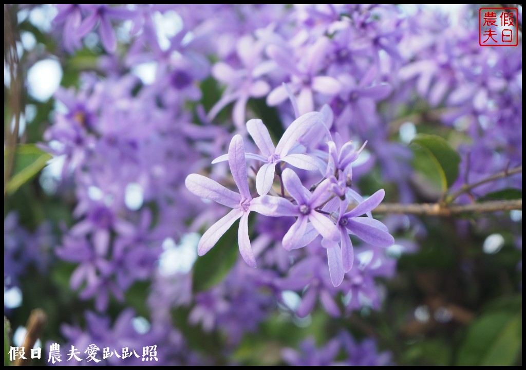 南投景點|中寮六七一茶花園全台最壯觀錫葉藤圍牆．紫色浪漫來襲