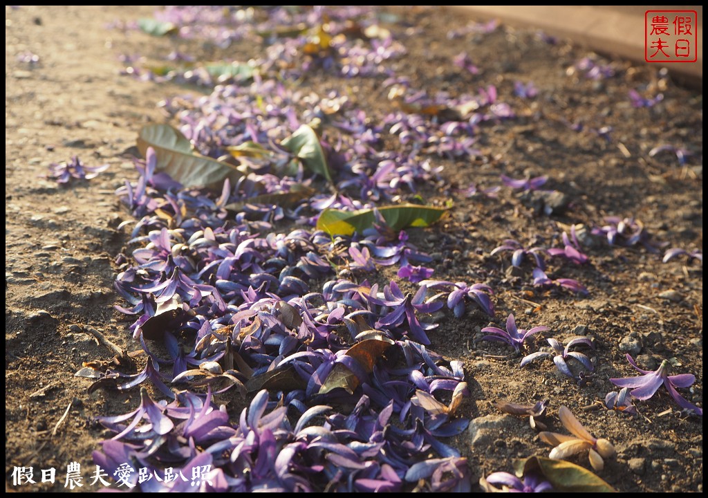 南投景點|中寮六七一茶花園全台最壯觀錫葉藤圍牆．紫色浪漫來襲