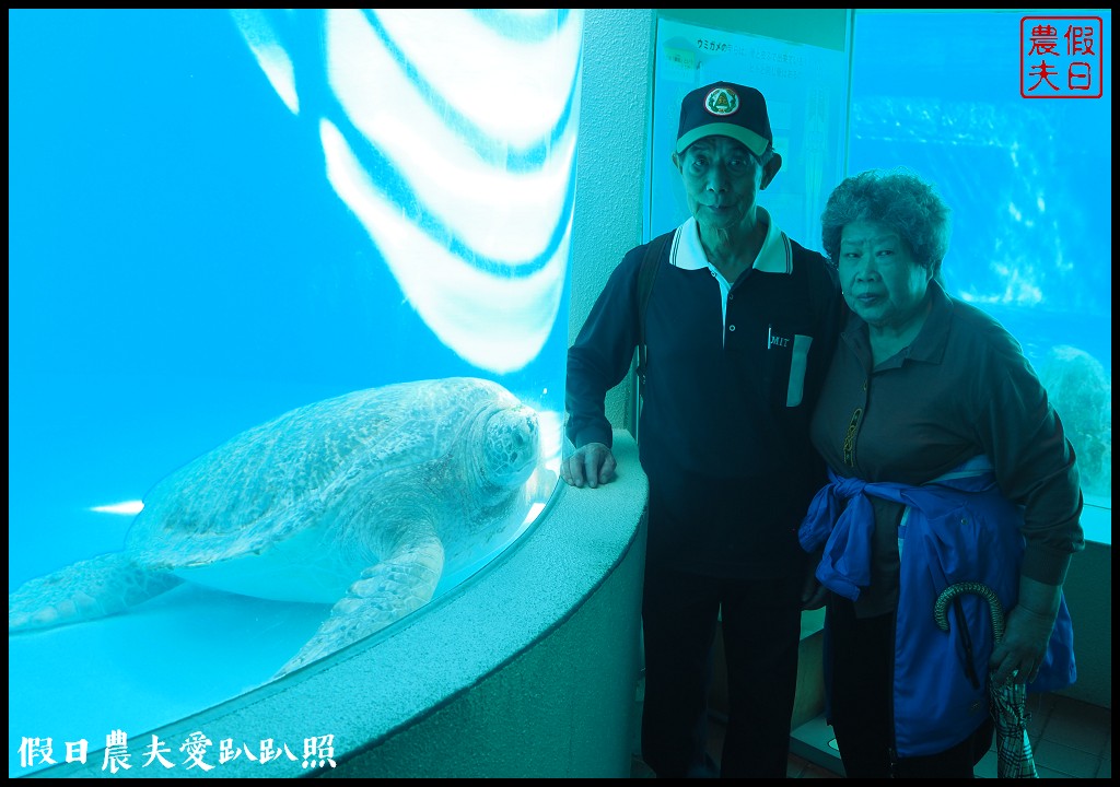 沖繩旅遊|美麗海水族館4點以後門票比較便宜．海洋博公園海豚秀海龜館儒艮免費觀賞 @假日農夫愛趴趴照
