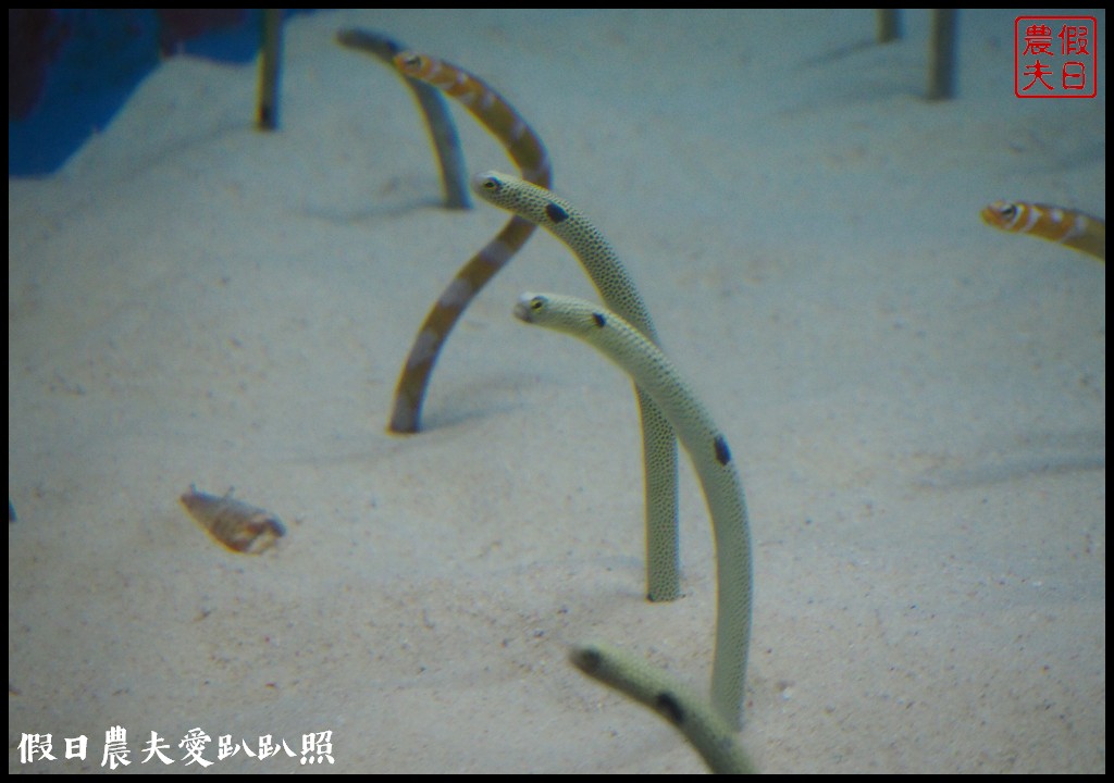 沖繩旅遊|美麗海水族館4點以後門票比較便宜．海洋博公園海豚秀海龜館儒艮免費觀賞 @假日農夫愛趴趴照