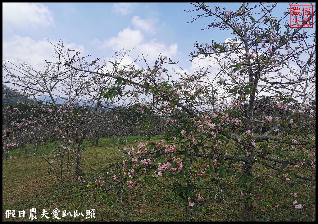 全國唯一．石馬公園河津櫻一年盛開二次，秋天開的櫻花你看過嗎 @假日農夫愛趴趴照