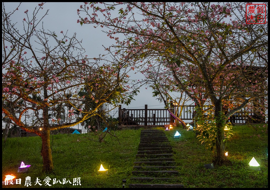 全國唯一．石馬公園河津櫻一年盛開二次，秋天開的櫻花你看過嗎