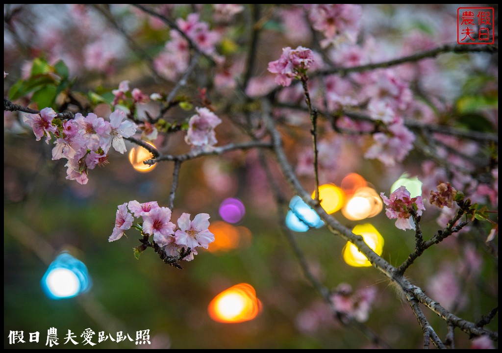 全國唯一．石馬公園河津櫻一年盛開二次，秋天開的櫻花你看過嗎