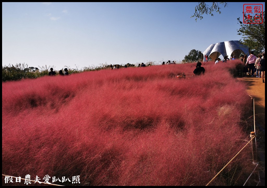 首爾景點|天空公園하늘공원紫芒節．粉紅色波波草和粉黛亂子草好可愛/交通方式/接駁車