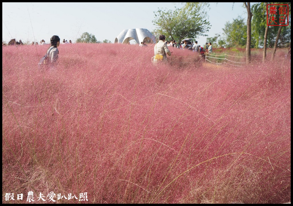 首爾景點|天空公園하늘공원紫芒節．粉紅色波波草和粉黛亂子草好可愛/交通方式/接駁車