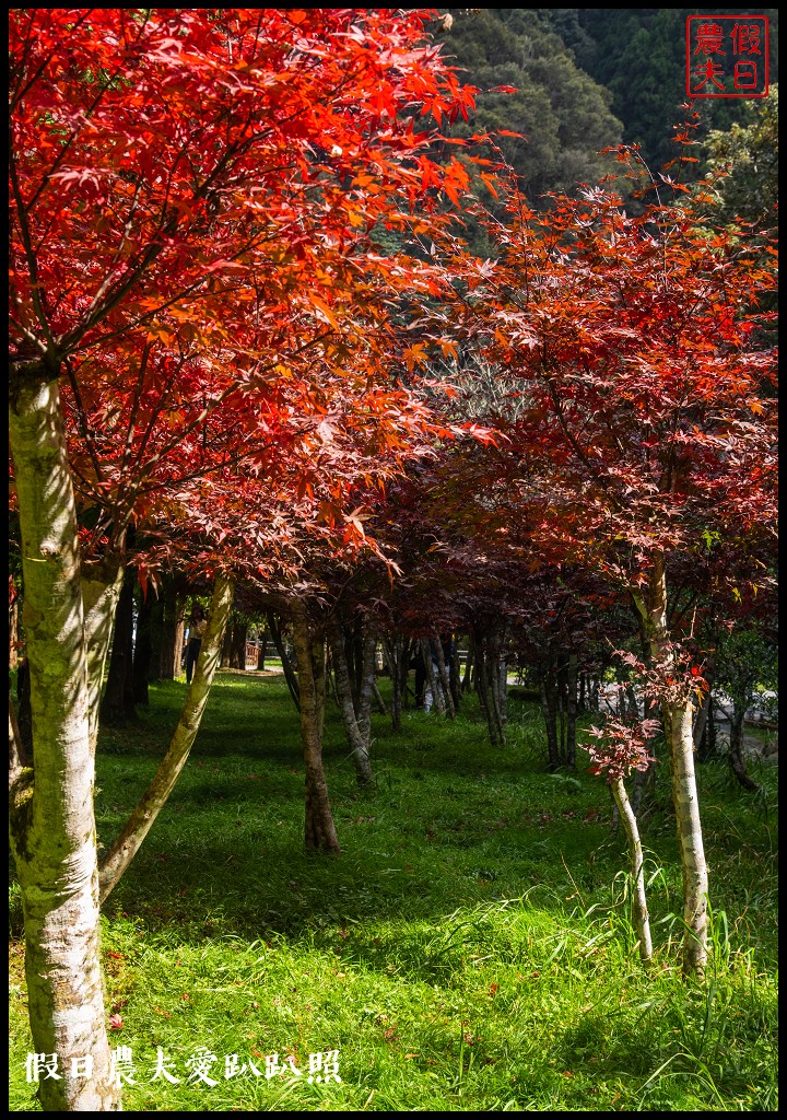 杉林溪森林生態渡假園區．松瀧岩瀑布×水杉林即將變色×紫葉槭全數變紅