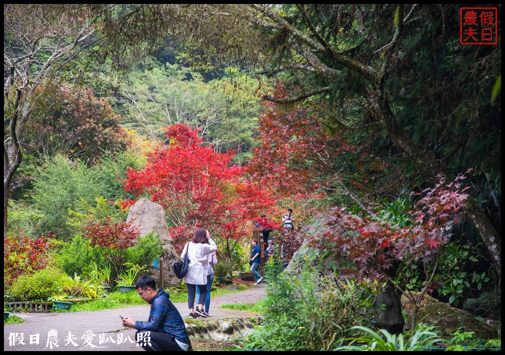 杉林溪森林生態渡假園區．松瀧岩瀑布×水杉林即將變色×紫葉槭全數變紅