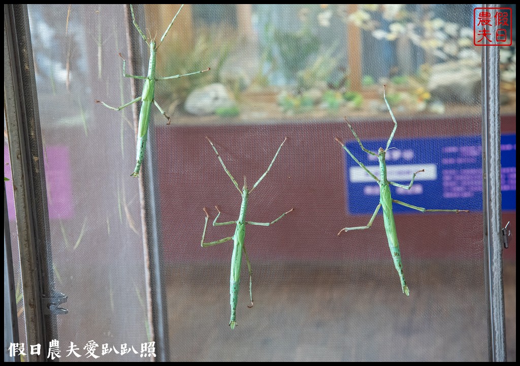 南投景點|埔里木生昆蟲博物館．台灣首座以昆蟲為主題的博物館 @假日農夫愛趴趴照