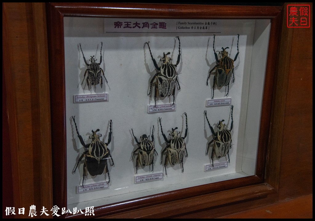 南投景點|埔里木生昆蟲博物館．台灣首座以昆蟲為主題的博物館