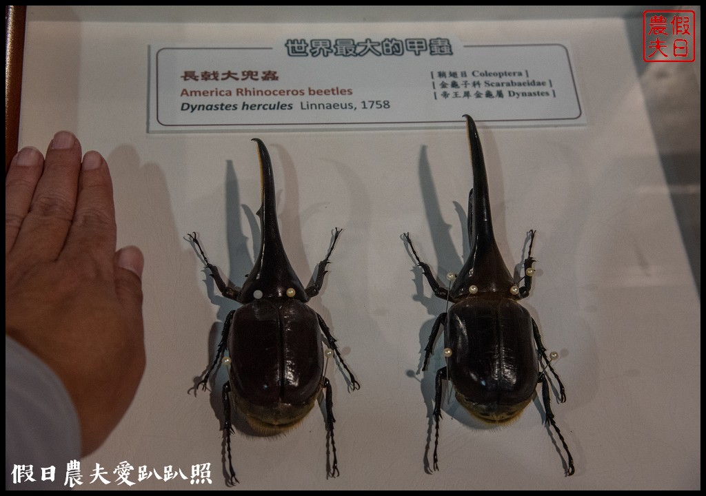 南投景點|埔里木生昆蟲博物館．台灣首座以昆蟲為主題的博物館