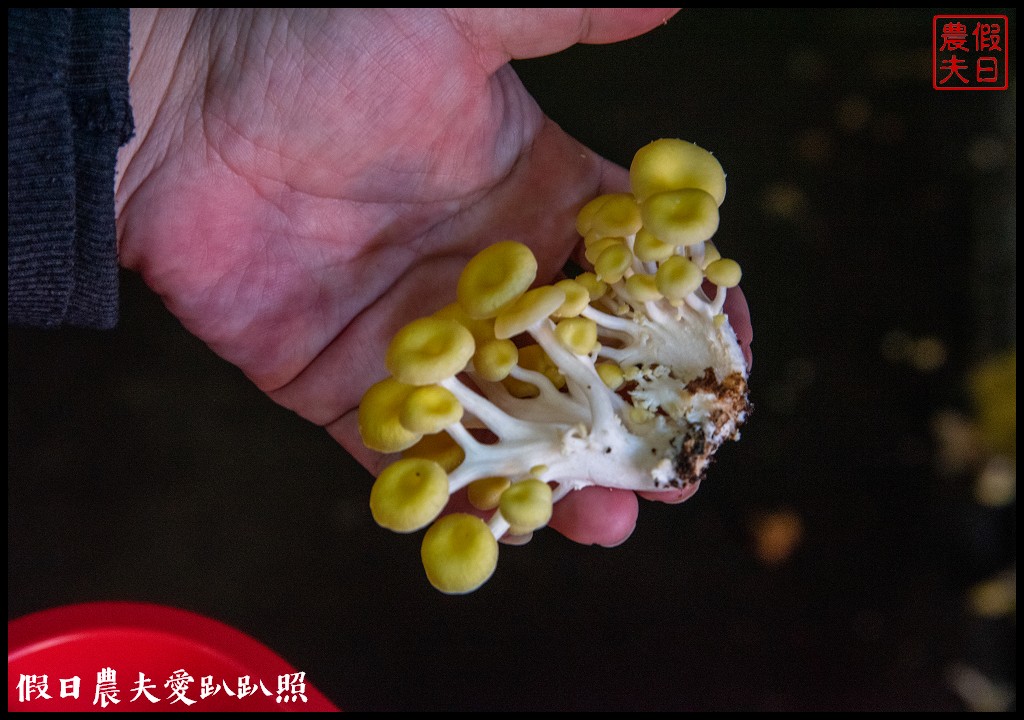 南投景點|埔里豐年靈芝菇類生態農場．體驗種菇採菇吃菇的生態之旅