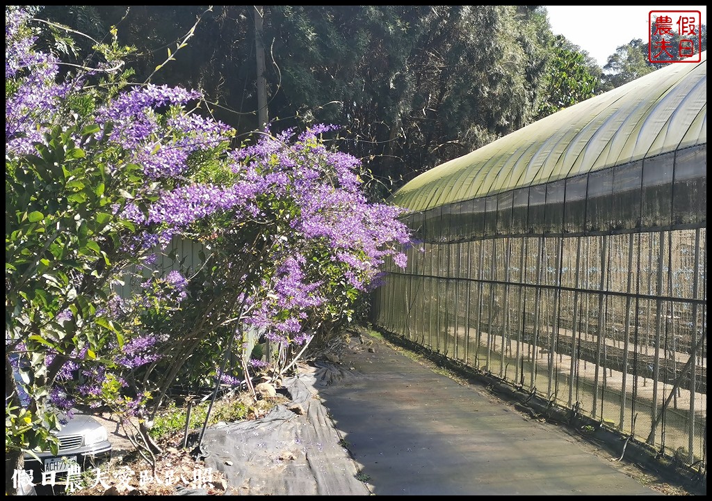 南投全新夢幻秘境！「紫色浪漫隧道」就在南平山道田有機農場