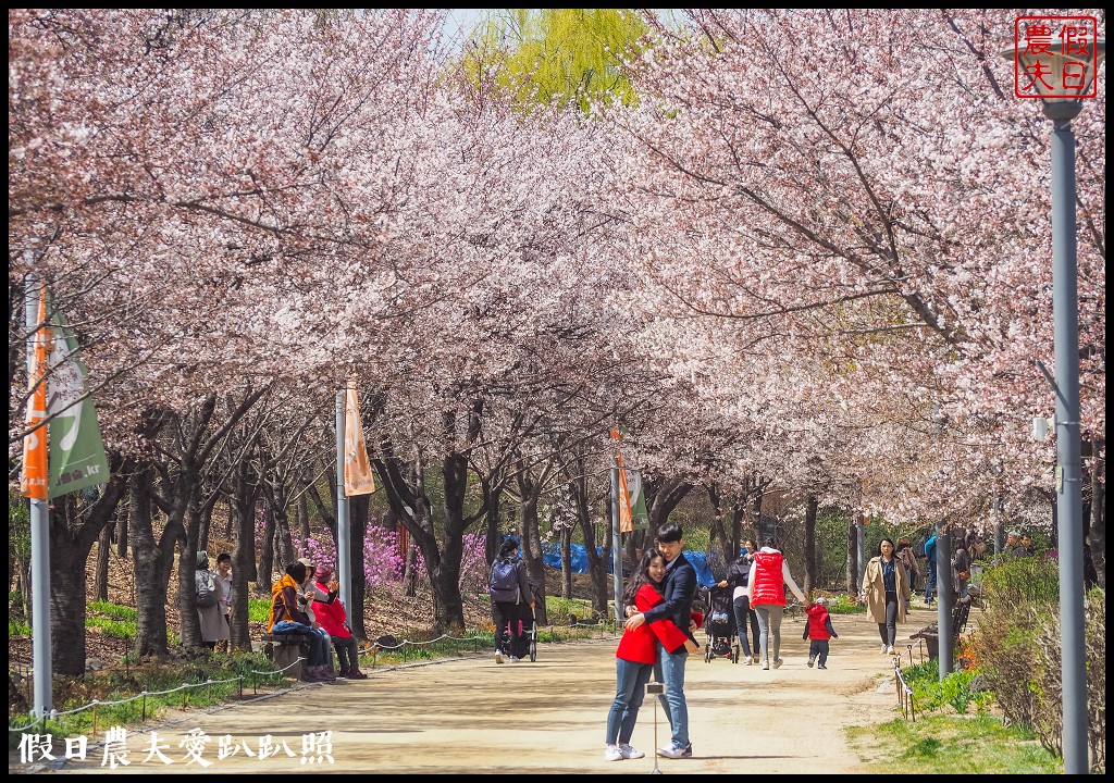 首爾林(서울숲)|滿開的櫻花林道．悠閒的賞櫻景點