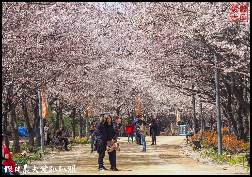 首爾林(서울숲)|滿開的櫻花林道．悠閒的賞櫻景點 @假日農夫愛趴趴照