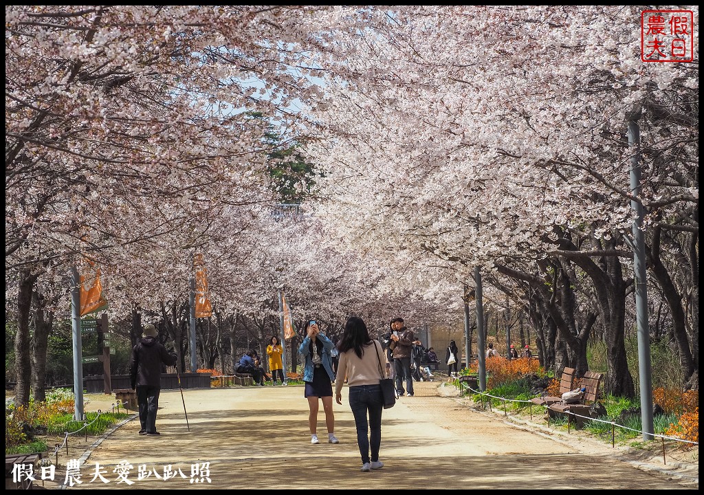 首爾林(서울숲)|滿開的櫻花林道．悠閒的賞櫻景點