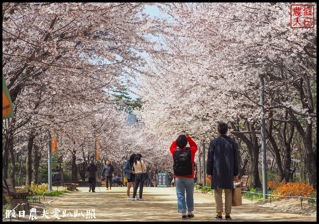 首爾林(서울숲)|滿開的櫻花林道．悠閒的賞櫻景點 @假日農夫愛趴趴照