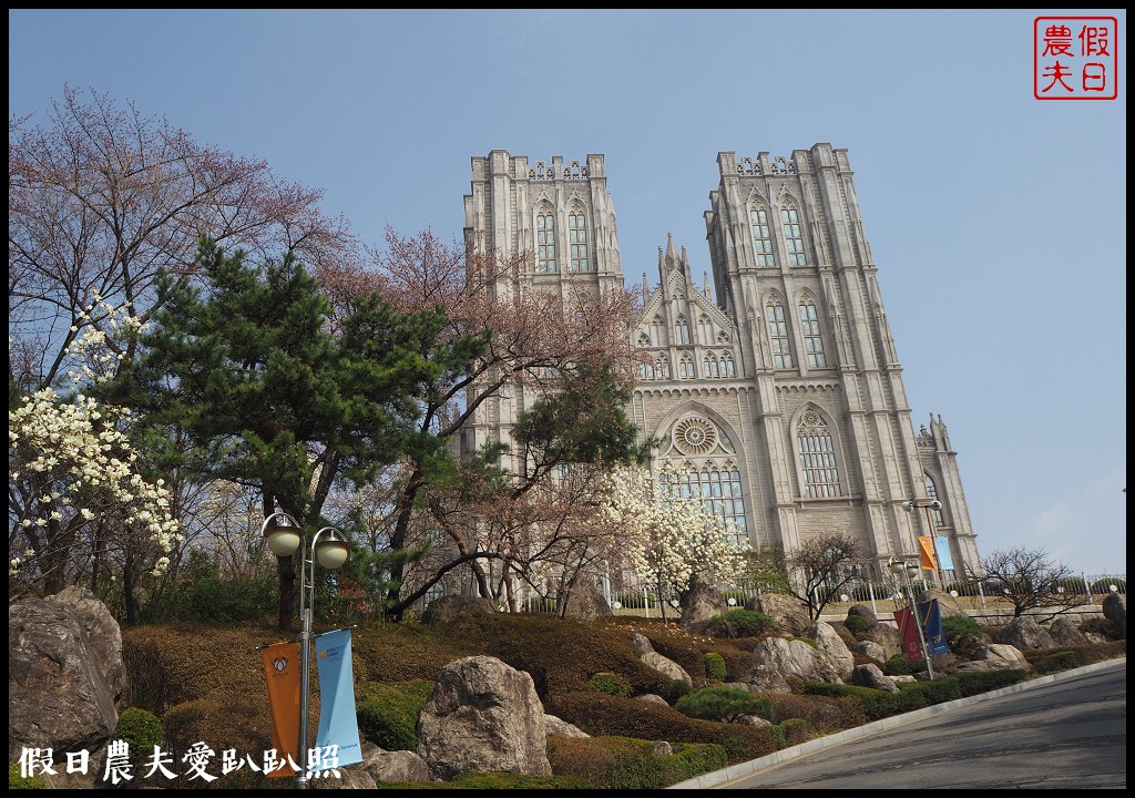 首爾|回基站慶熙大學．櫻花搭配哥德式建築的和平殿堂非常漂亮