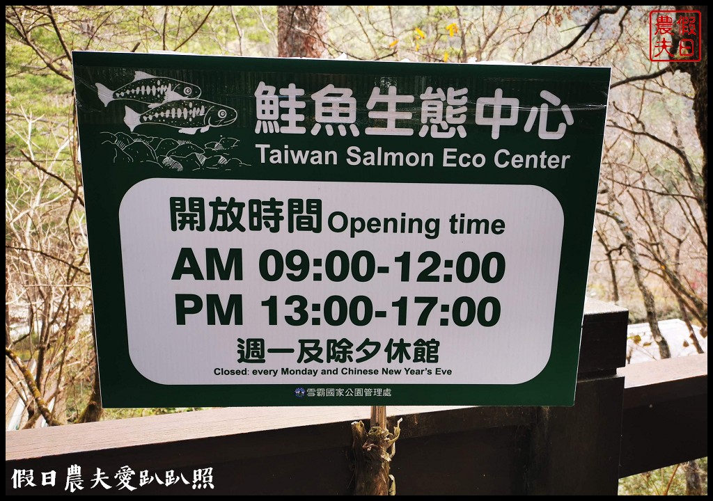 台中景點|武陵農場紅粉佳人櫻花現況．台灣櫻花鉤吻鮭生態中心