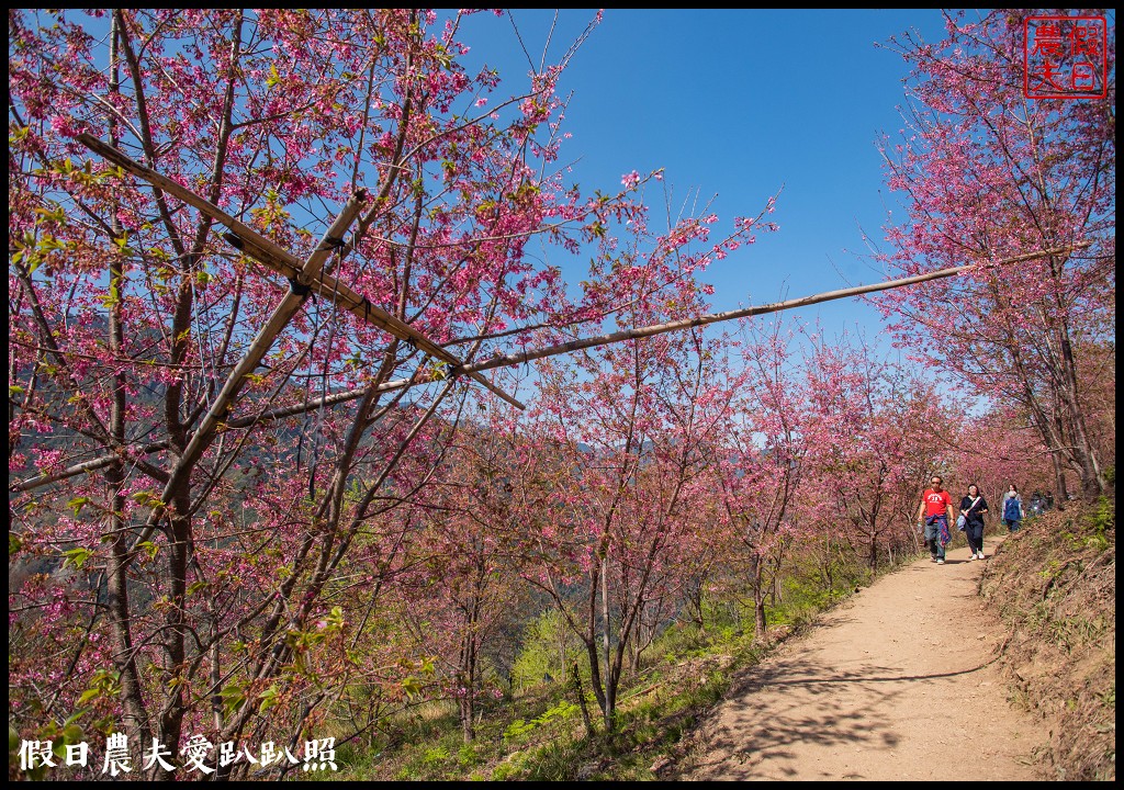 司馬庫斯巨木群必去．2月櫻花盛開變身粉紅部落/交通管制