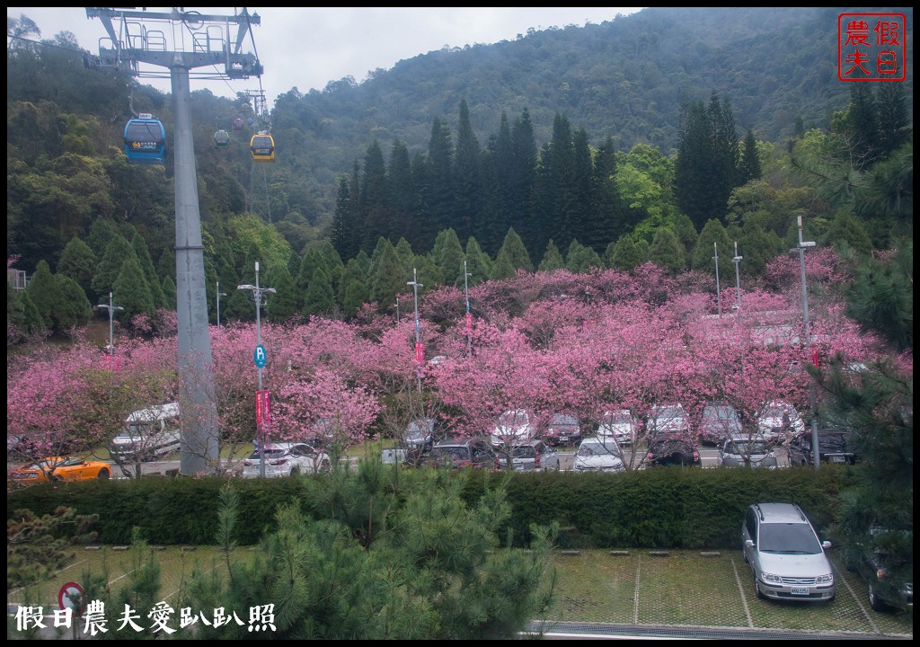 日月潭纜車站停車場富士櫻盛開，搭纜車體驗空拍機視角賞櫻花