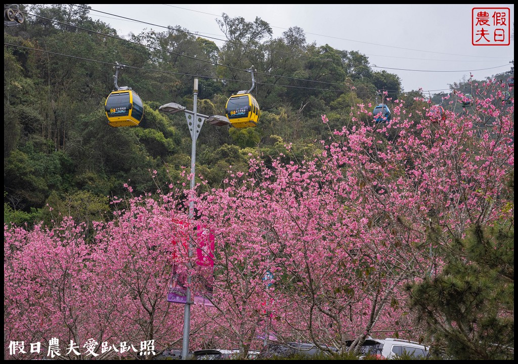日月潭纜車站停車場富士櫻盛開，搭纜車體驗空拍機視角賞櫻花