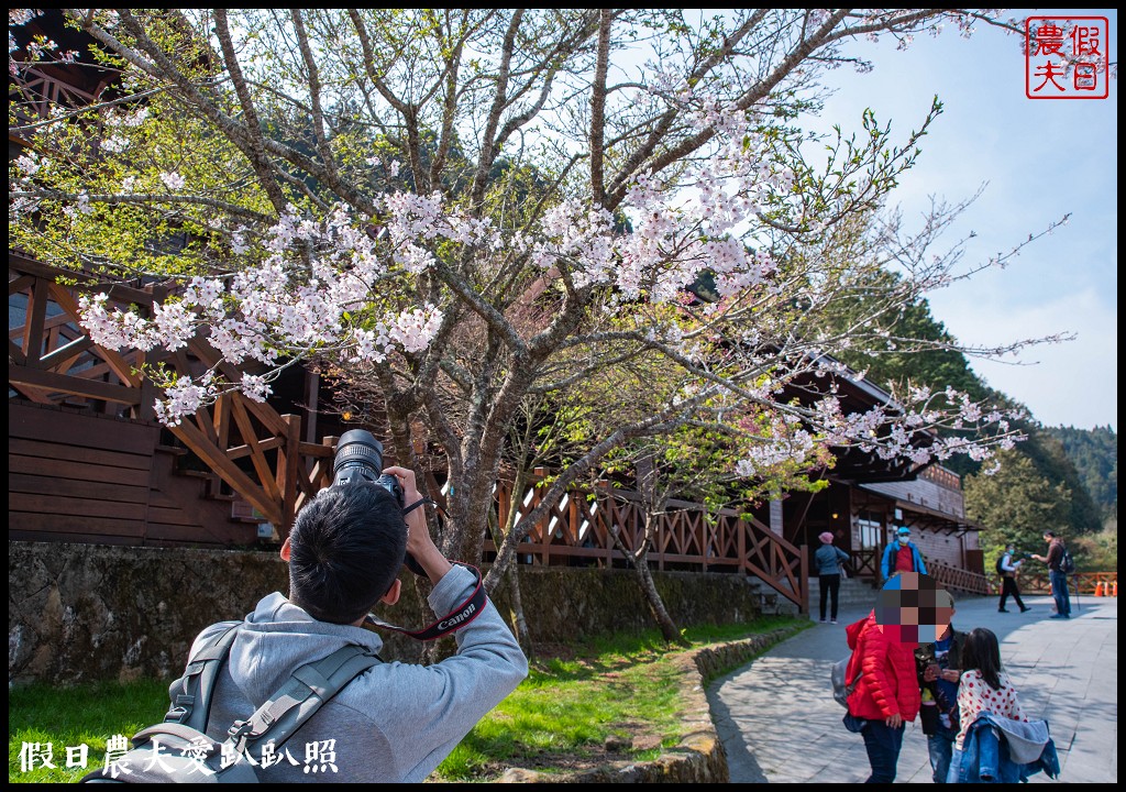 阿里山櫻花季3月10日開始．免出國賞日本味的染井吉野櫻/交通管制