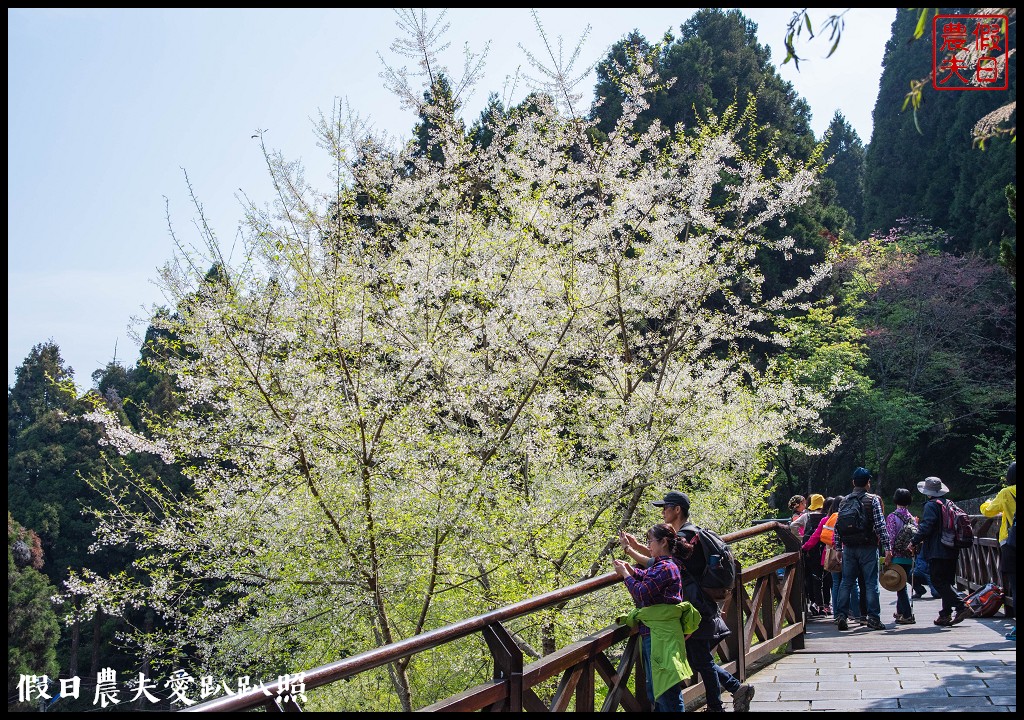 阿里山旅遊|櫻花季3月10日開始．免出國賞日本味的染井吉野櫻