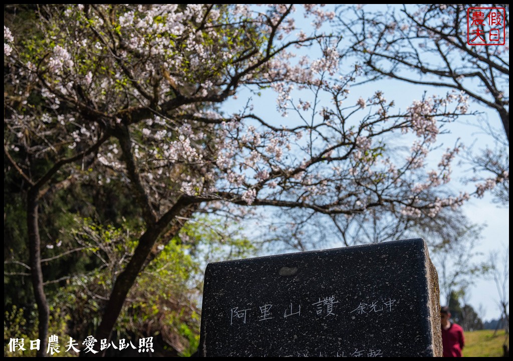 阿里山櫻花季3月10日開始．免出國賞日本味的染井吉野櫻/交通管制