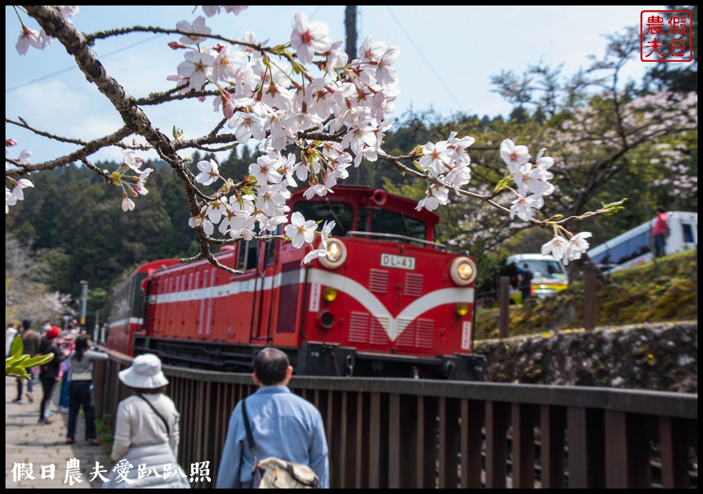阿里山旅遊|櫻花季3月10日開始．免出國賞日本味的染井吉野櫻