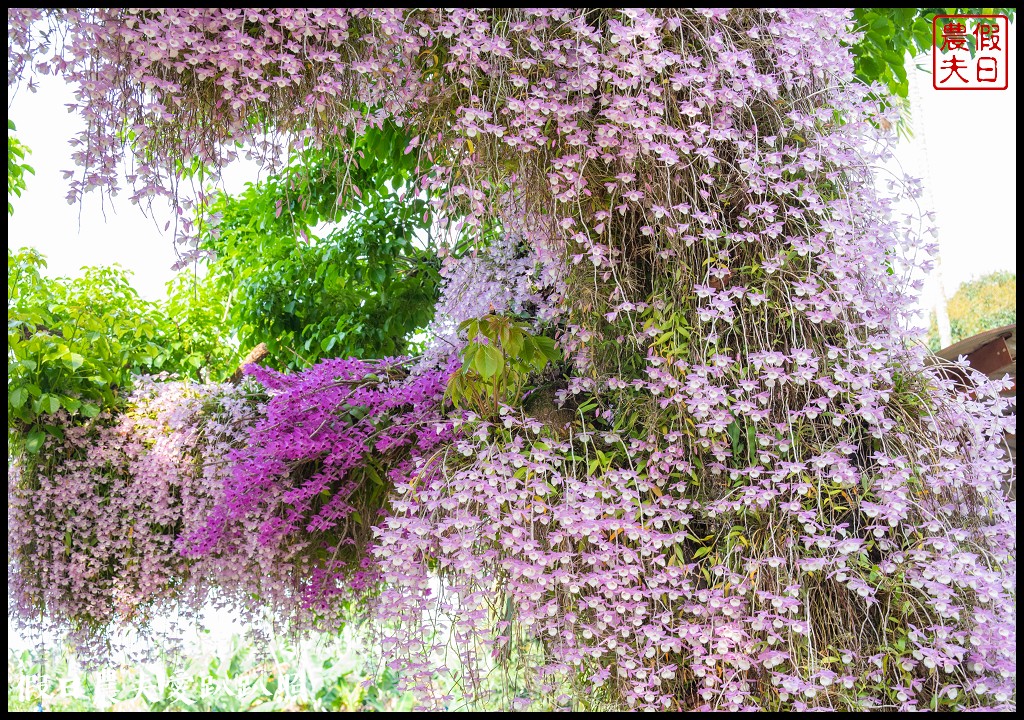 嘉義番路|佳鄉庭園餐館石斛蘭花瀑盛開．萬朵粉色石斛蘭花瀑布