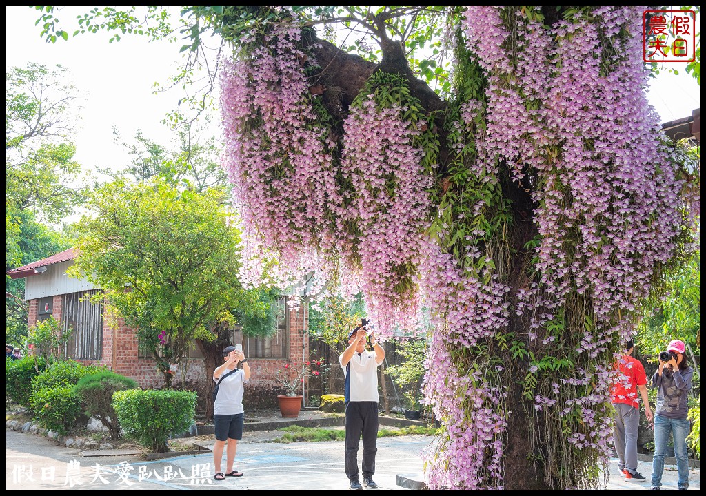 嘉義番路|佳鄉庭園餐館石斛蘭花瀑盛開．萬朵粉色石斛蘭花瀑布