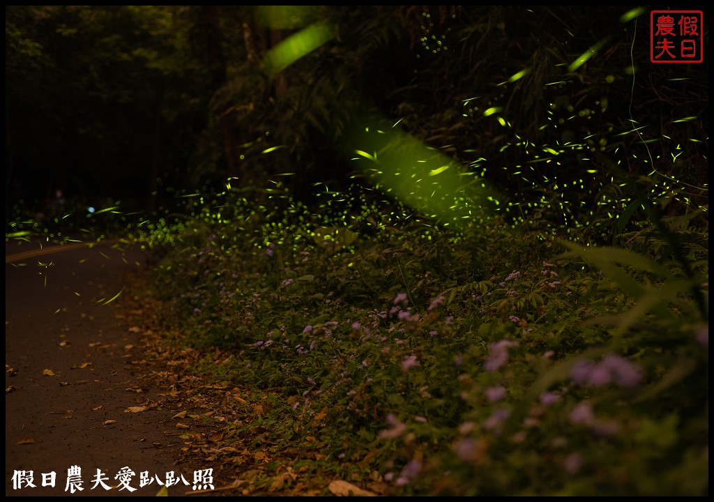 日月潭有水巷螢火蟲|長達5、6百公尺螢河大道．夜晚上演的螢火晚會