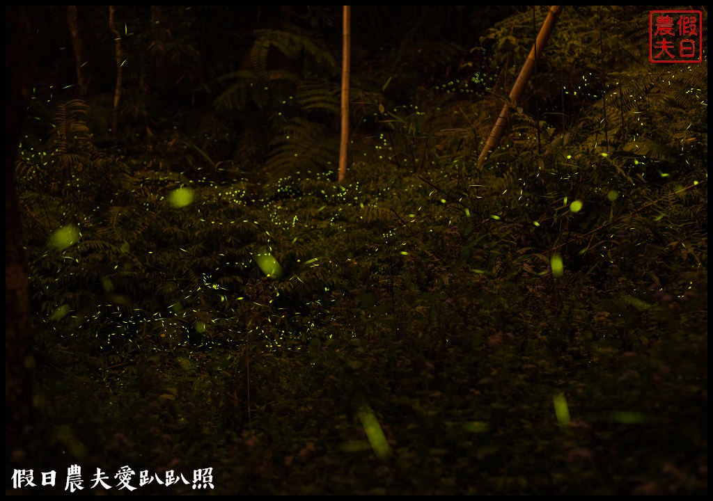 日月潭有水巷螢火蟲|長達5、6百公尺螢河大道．夜晚上演的螢火晚會