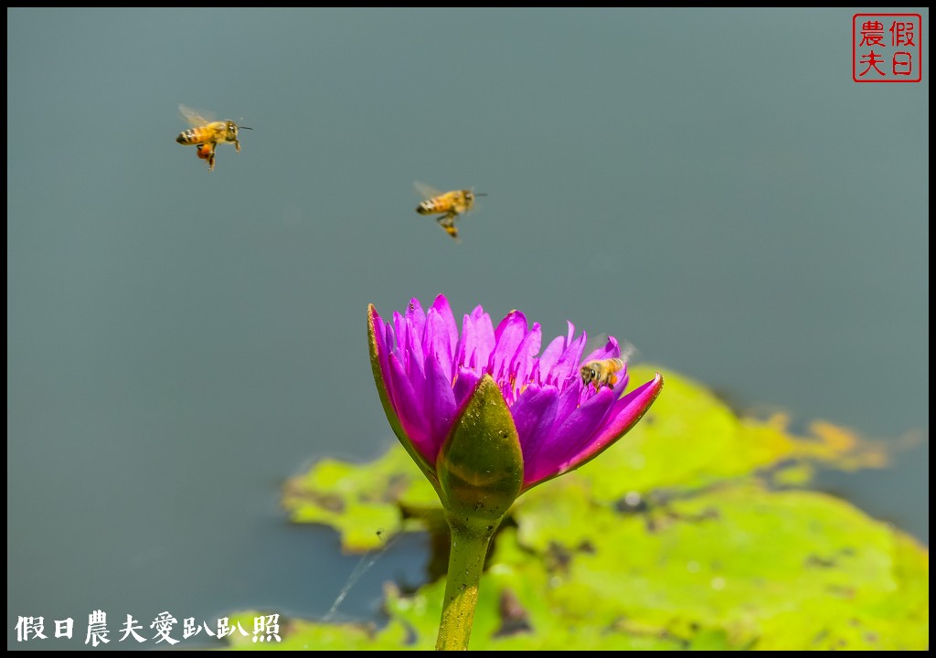 台南白河蓮花季．最佳賞花景點和交通路線