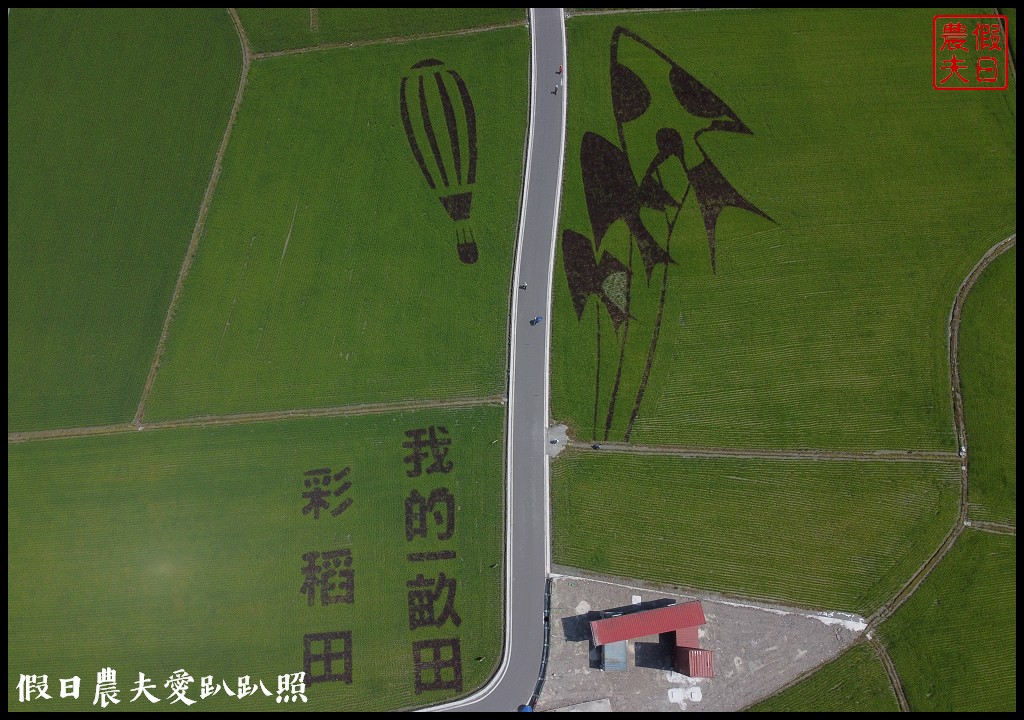 宜蘭彩繪稻田．想拍風箏熱氣球彩繪還是虎鯨稻海