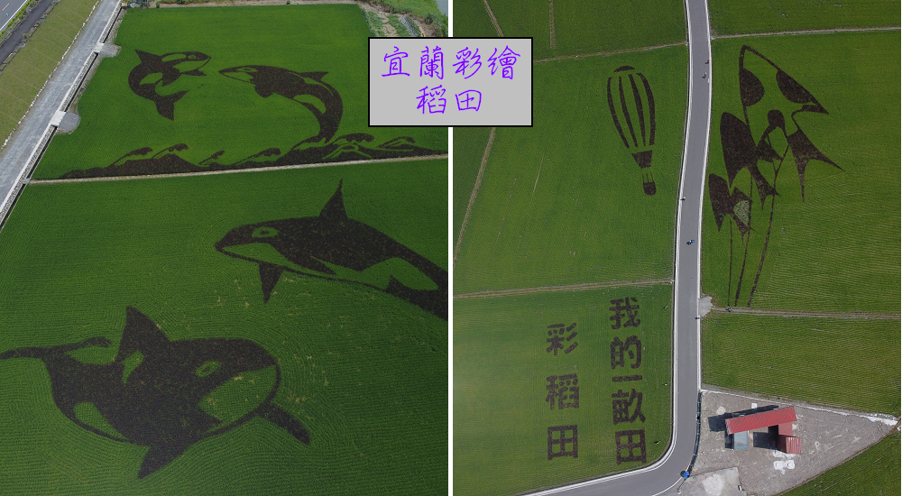 宜蘭彩繪稻田．想拍風箏熱氣球彩繪還是虎鯨稻海