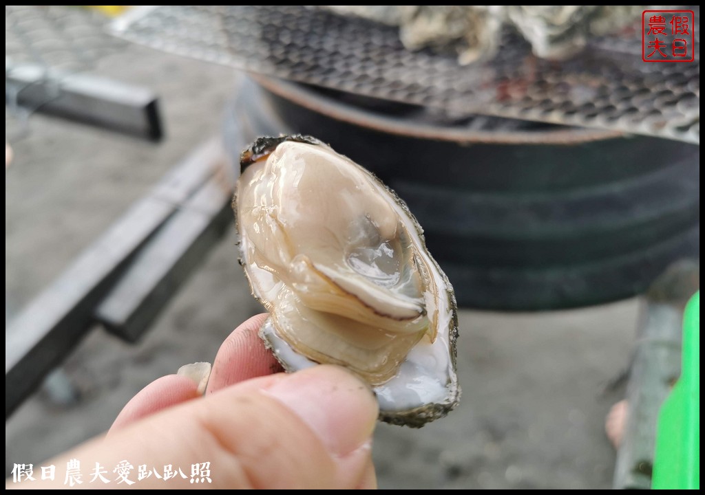 王功漁港|觀光採蚵車生態探索之旅/王功漁火節