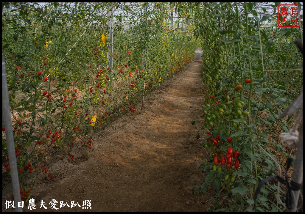 雲林宅配|口湖水哥教育農場．鹽地裡的玫瑰番茄