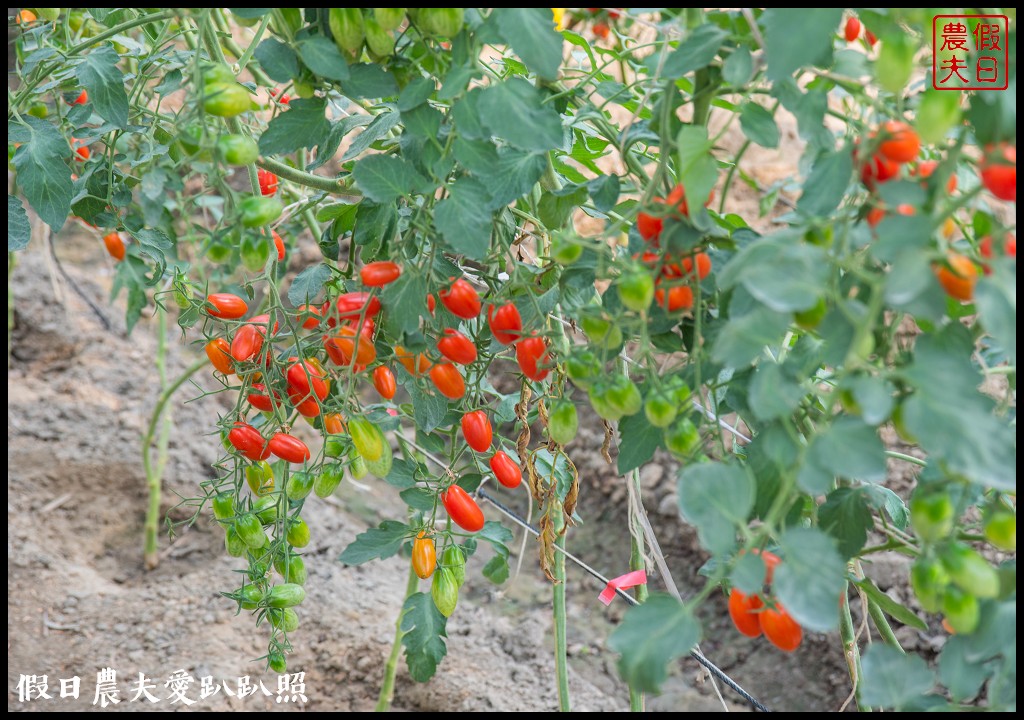 雲林宅配|口湖水哥教育農場．鹽地裡的玫瑰番茄